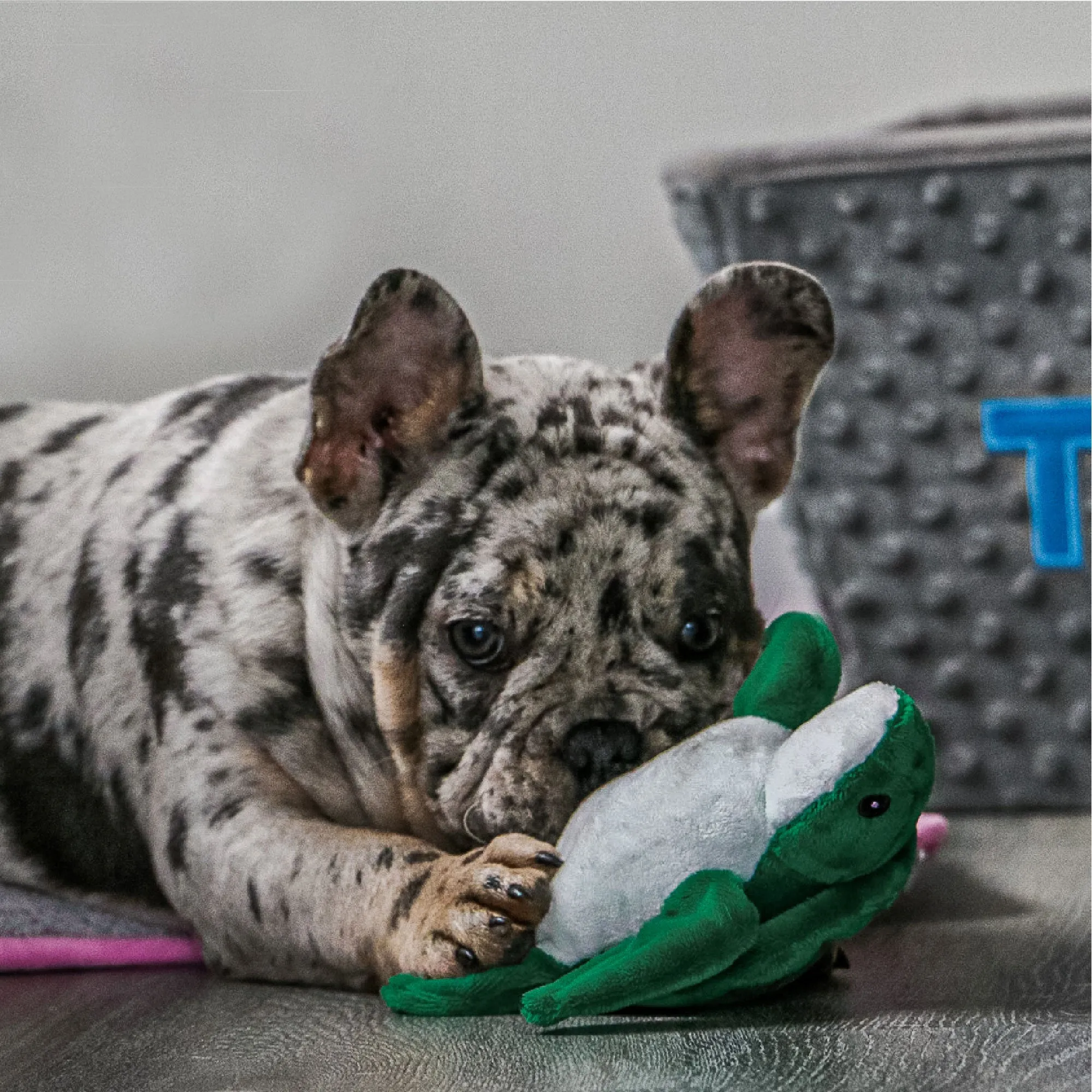 Ancol Mini Made From Turtle/Seal/Seahorse Dog Toy