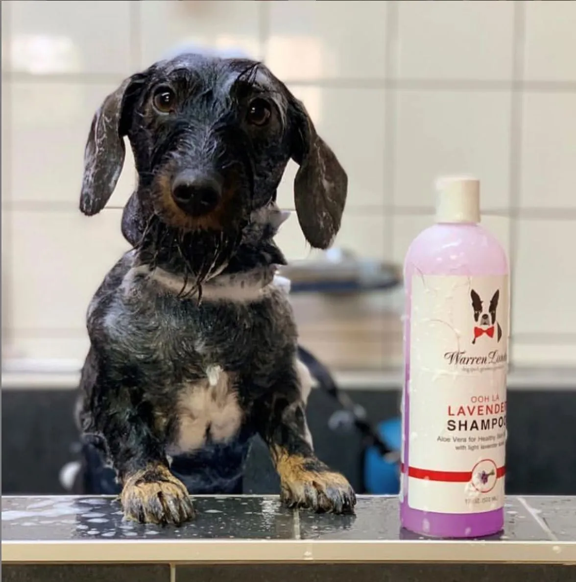 Calming Lavender Dog Shampoo w/Aloe Vera & Essential Oils