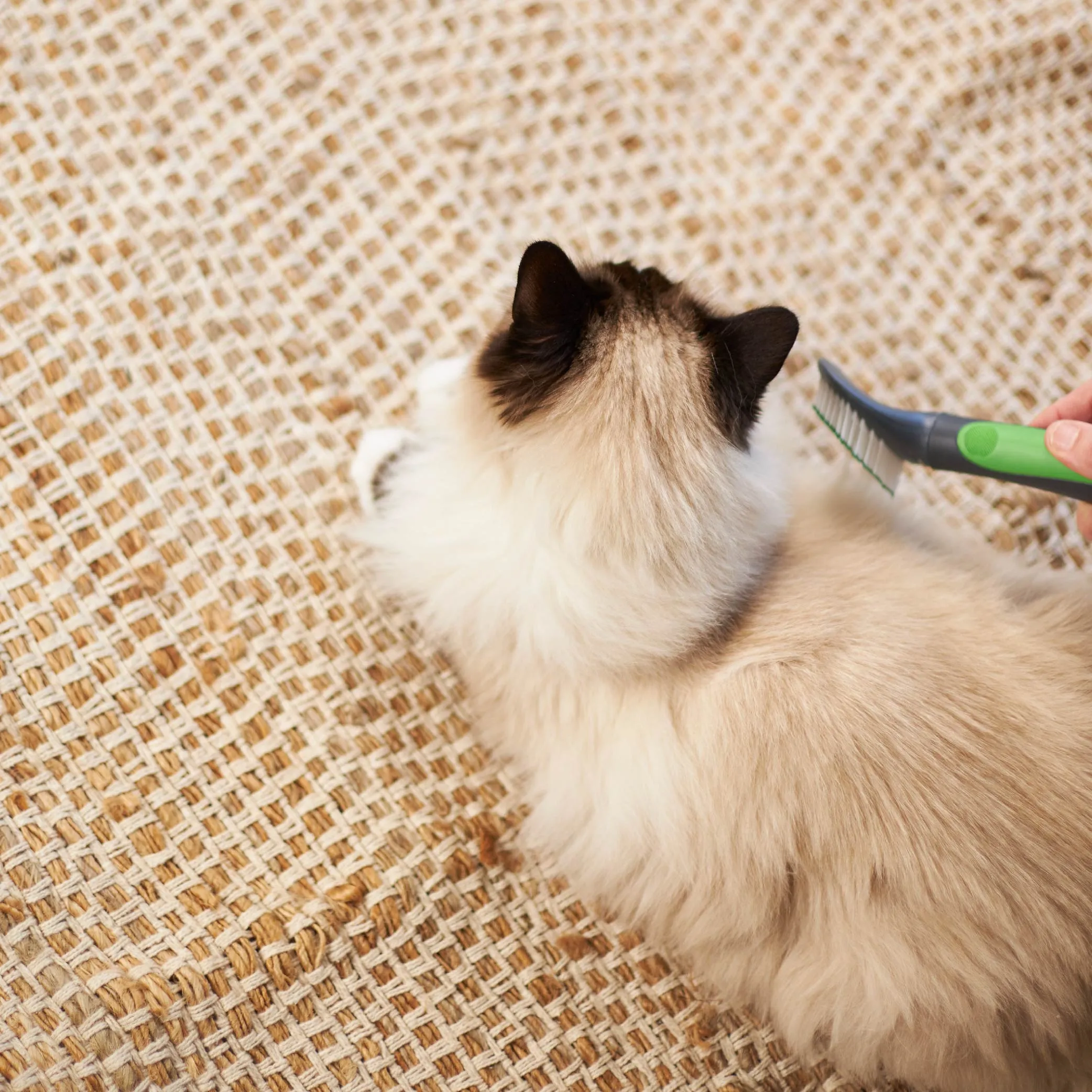 Cat Slicker Brush