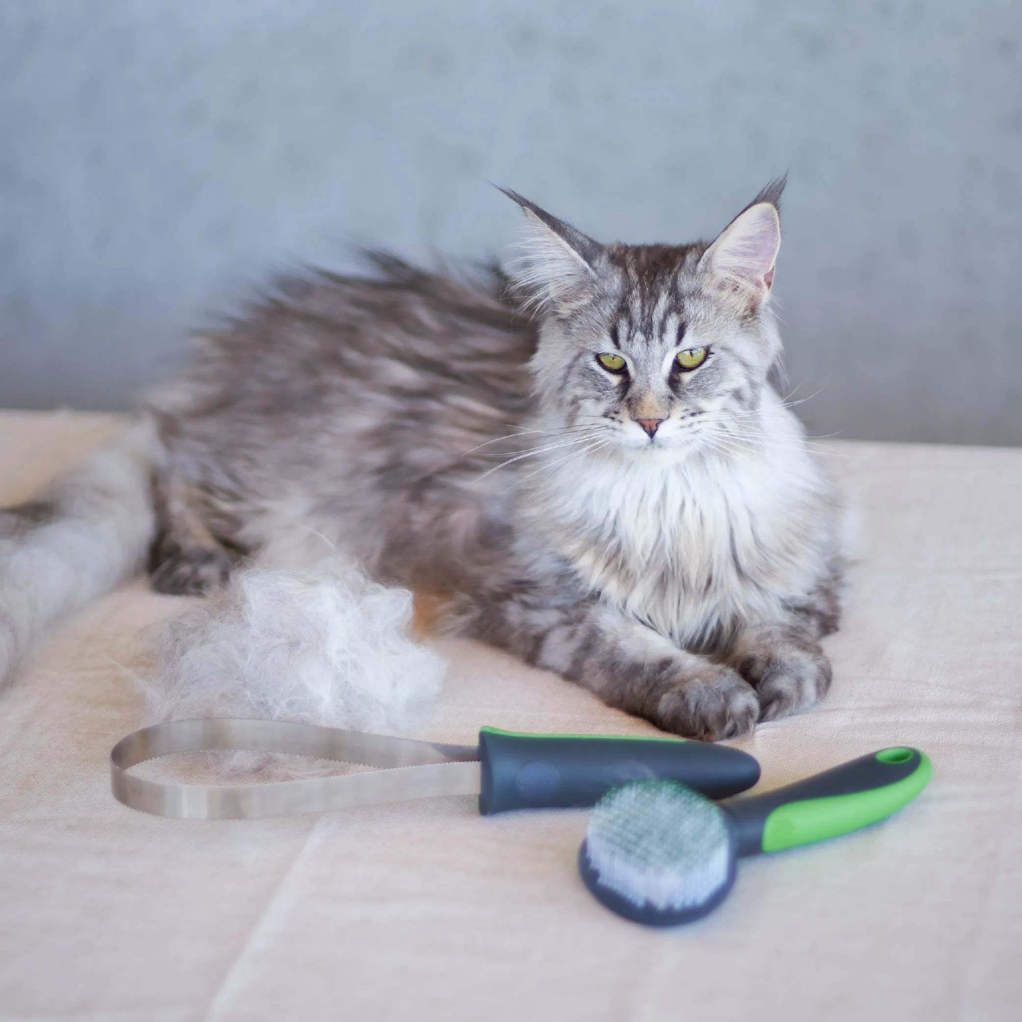 Cat Slicker Brush