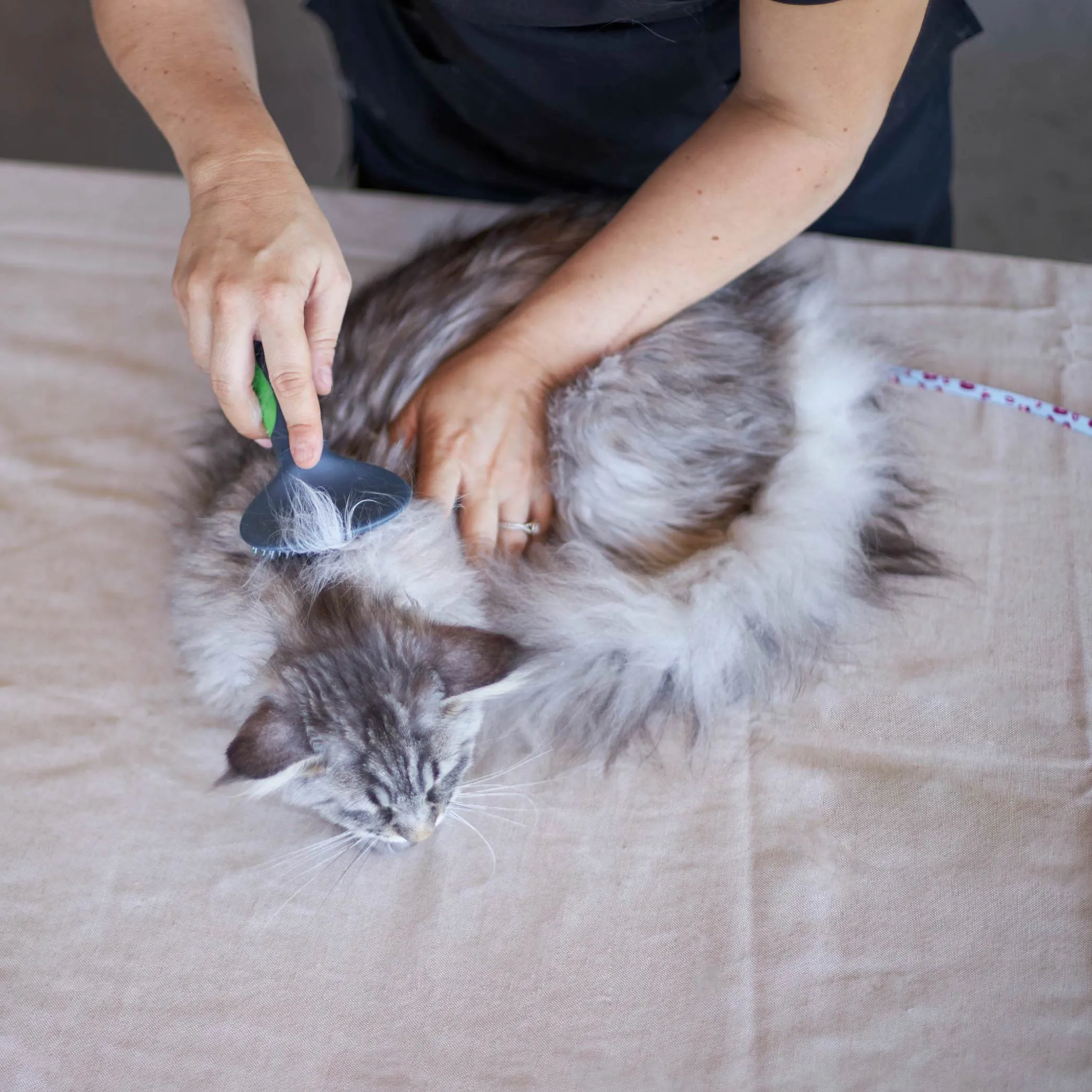 Cat Slicker Brush