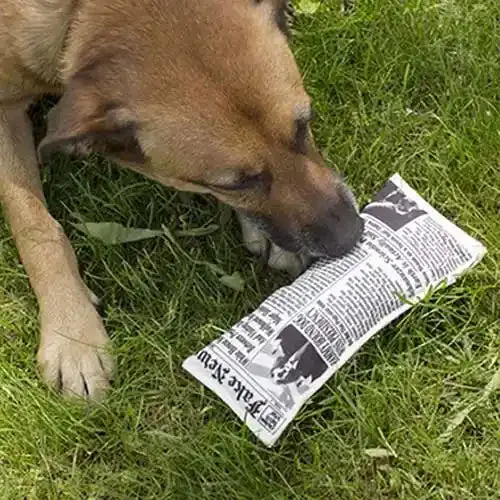 Doggy Fake News Squeaky Toy