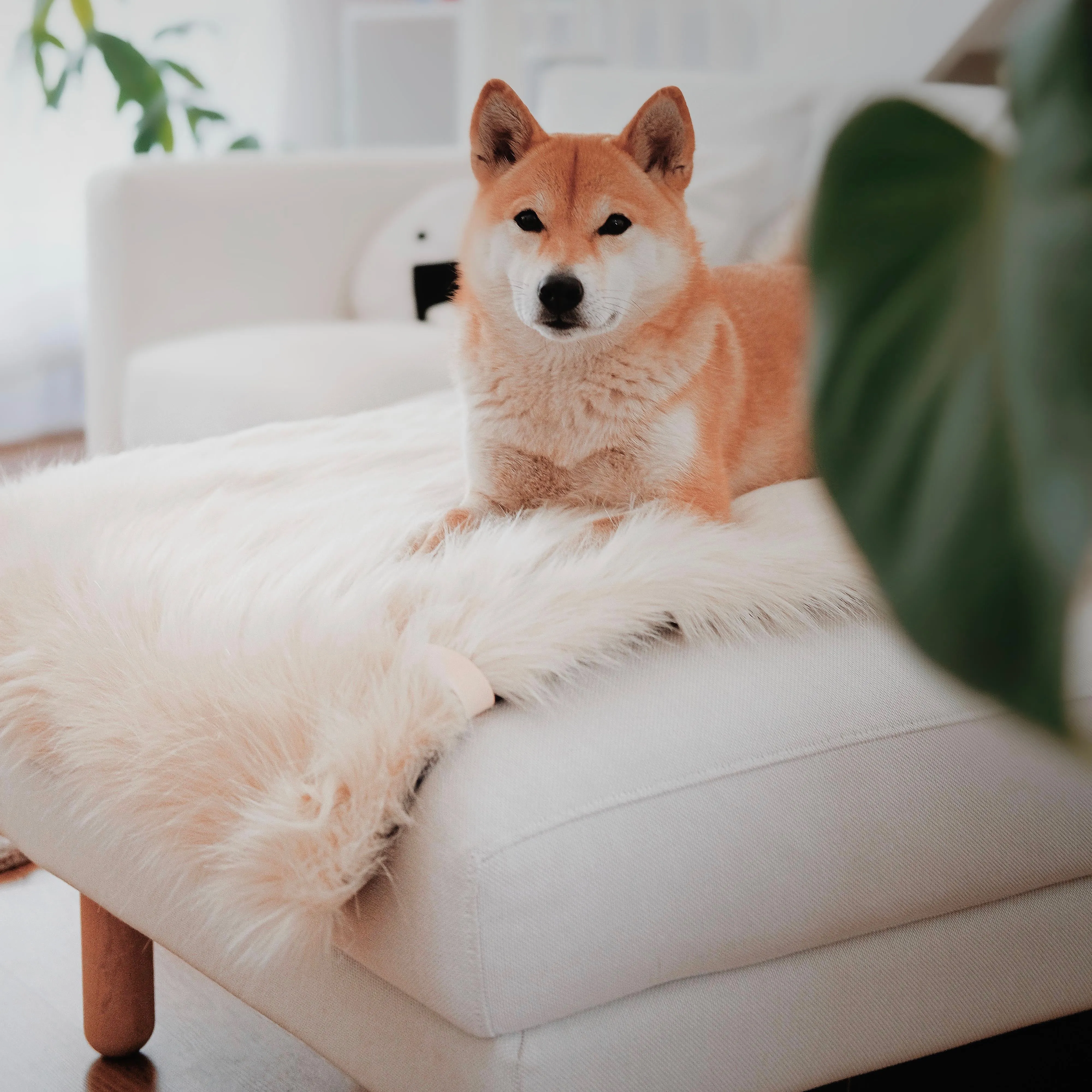 FÖRA Dog Blanket - Faux Fur