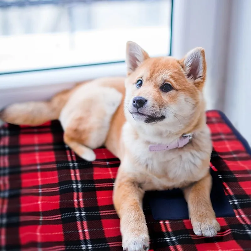 Kneecap Electric Blanket Shawl for Pets and Individuals