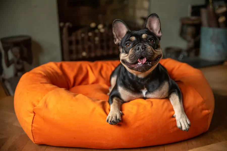 Orange Moleskin Dog Bed