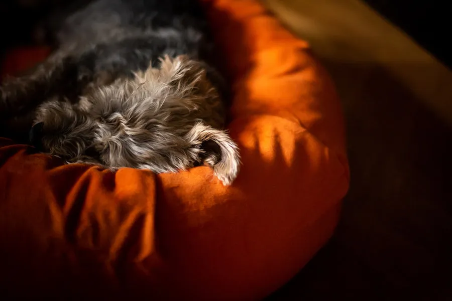 Orange Moleskin Dog Bed
