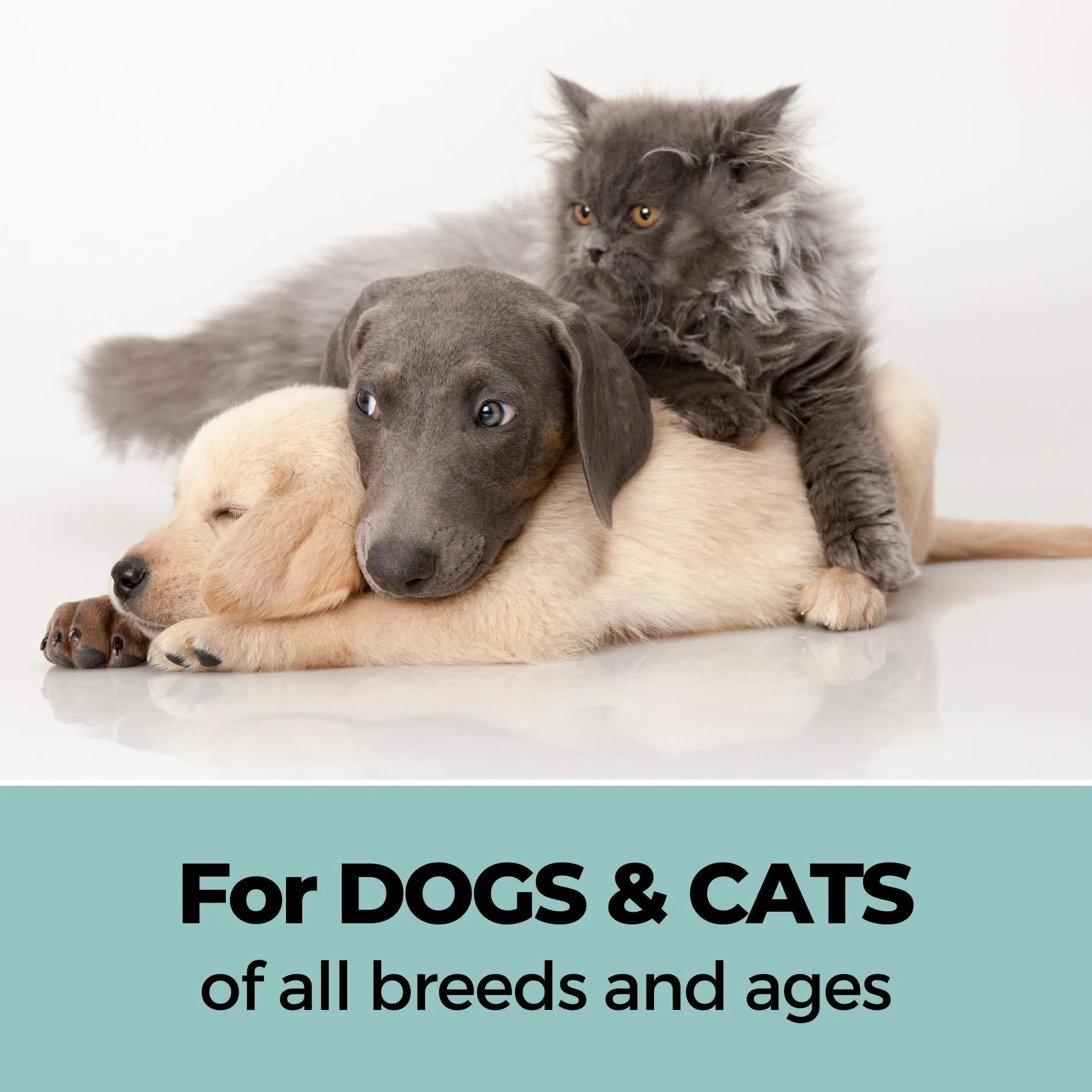 Shampoo Conditioner & Xtra Nourish Pet Shampoo Combo