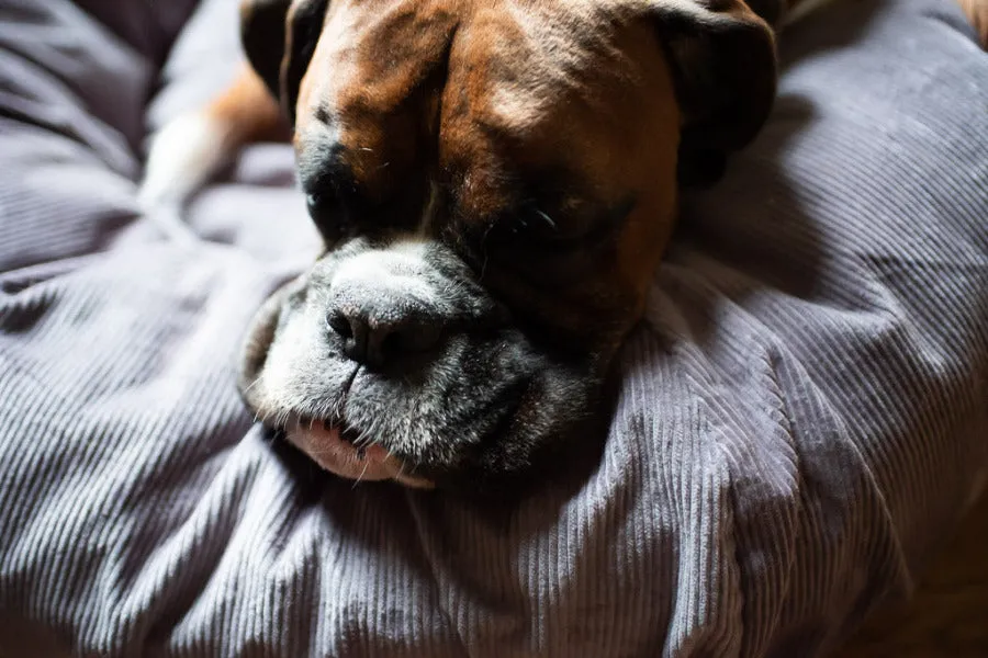 Silver grey corduroy dog bed covers