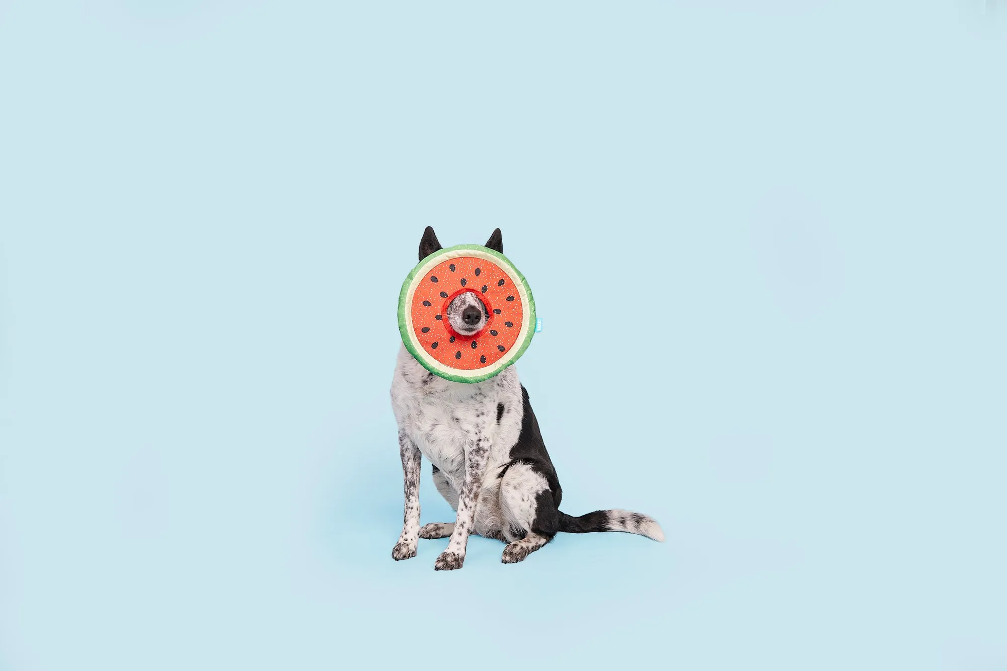 Slobbermelon Fetch