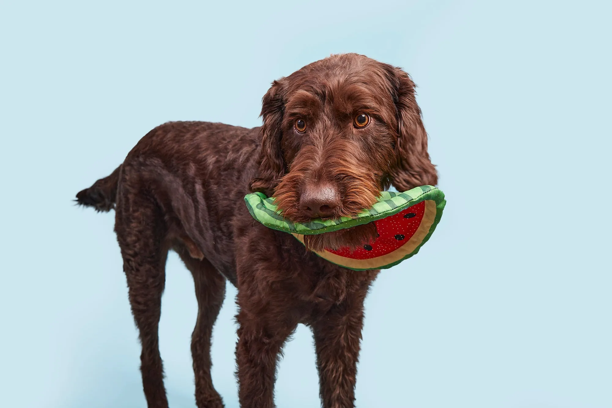 Slobbermelon Fetch