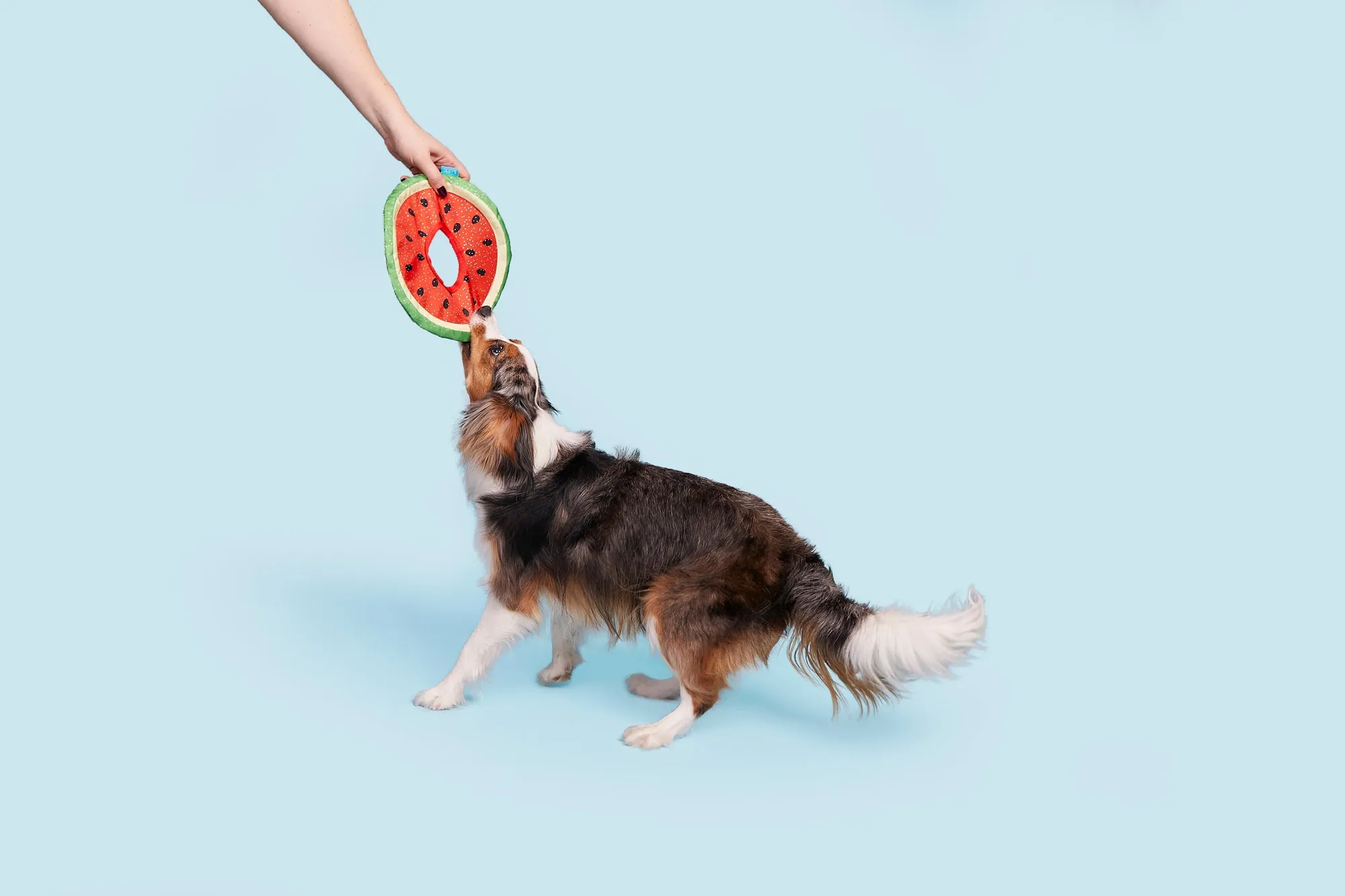Slobbermelon Fetch
