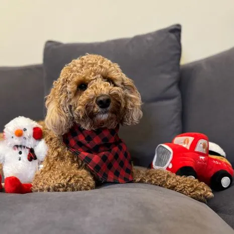 Tall Tails Dog Toy Holiday Red Truck with Snowball Squeaker
